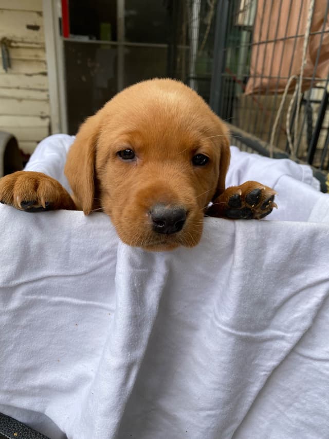 Labrador Retriever Puppies media 8
