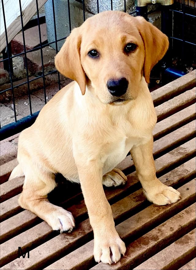 Labrador Retriever Puppies media 3