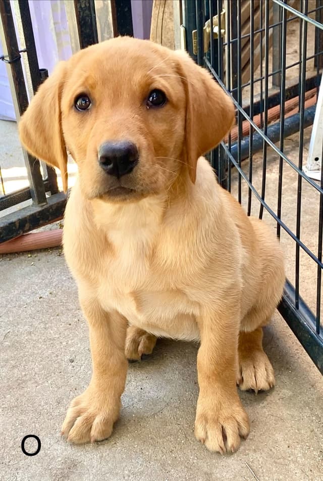 Labrador Retriever Puppies media 2