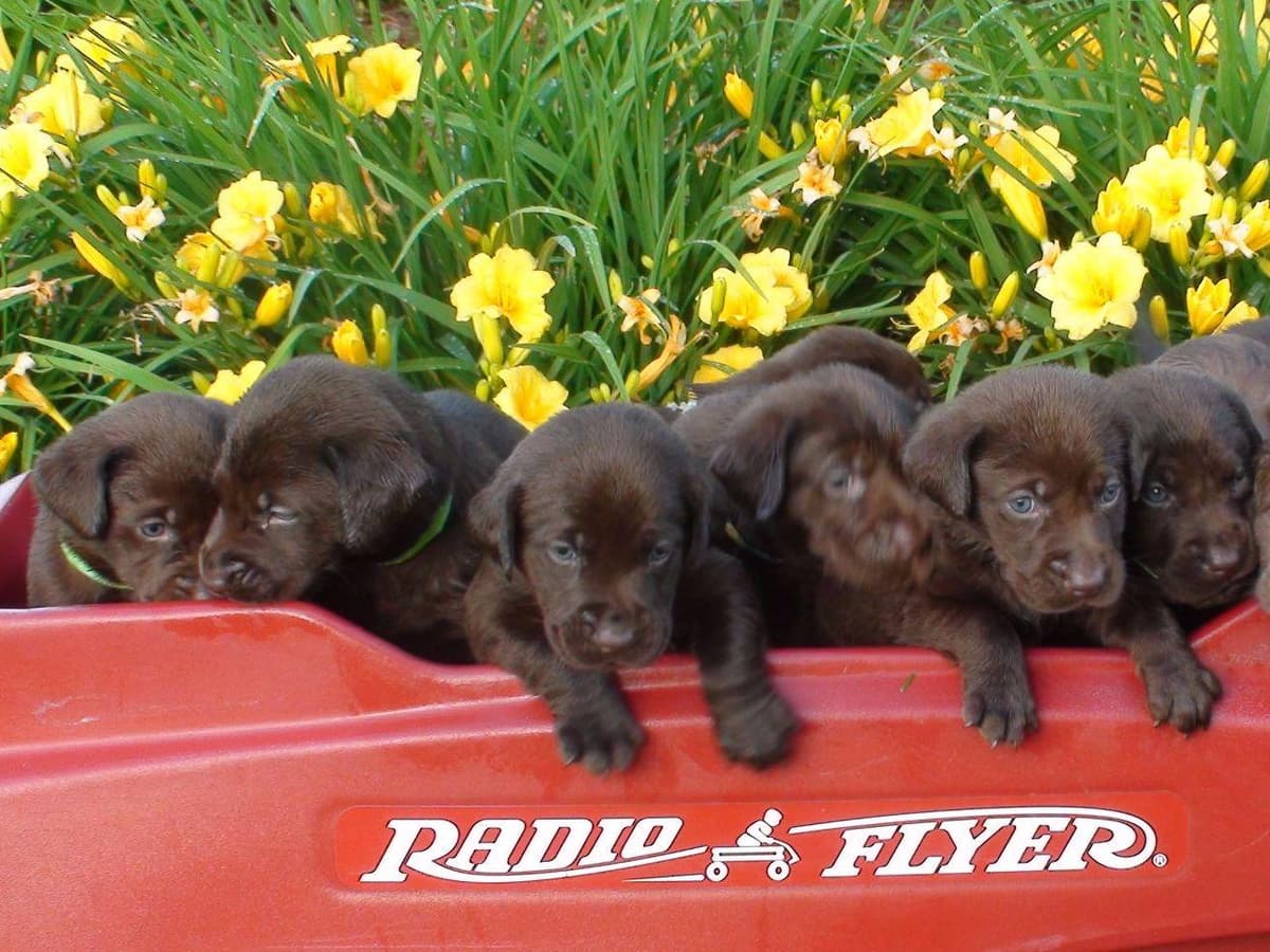 CHAMPION BLOOD LINES Labrador Retriever Puppies breeder image 1