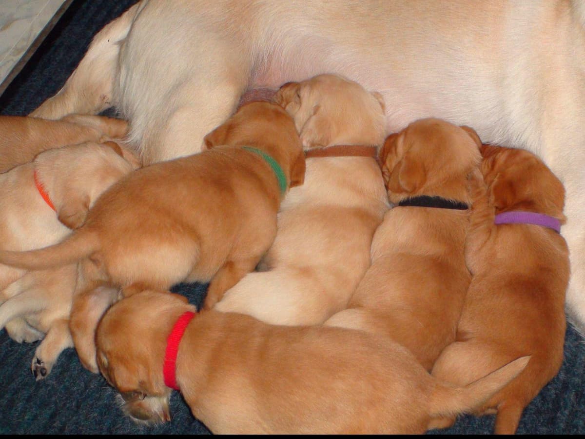 CHAMPION BLOOD LINES Labrador Retriever Puppies breeder image 6