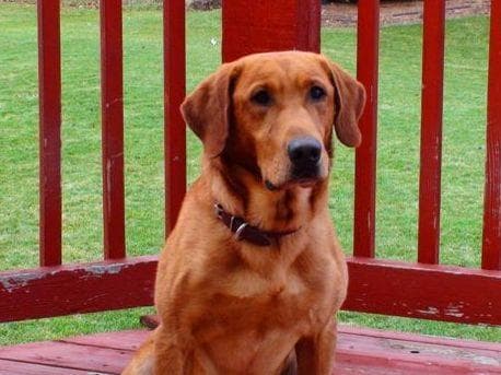CHAMPION BLOOD LINES Labrador Retriever Puppies breeder image 5