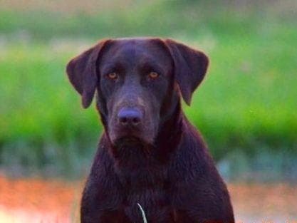 CHAMPION BLOOD LINES Labrador Retriever Puppies breeder image 4