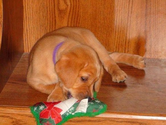 CHAMPION BLOOD LINES Labrador Retriever Puppies breeder image 3