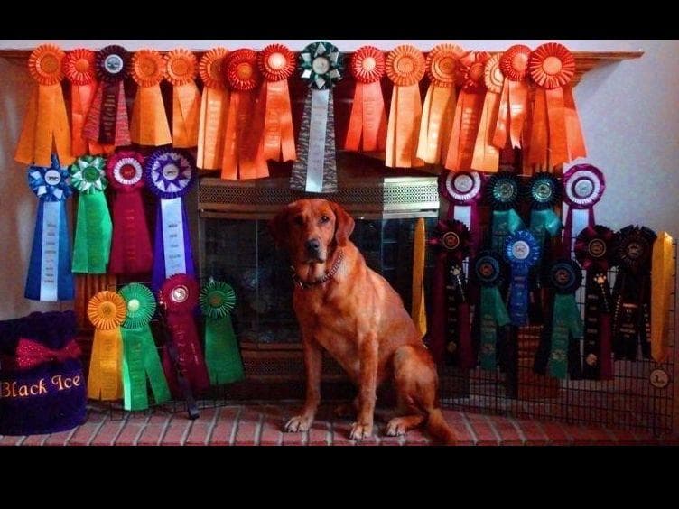 CHAMPION BLOOD LINES Labrador Retriever Puppies breeder image 2
