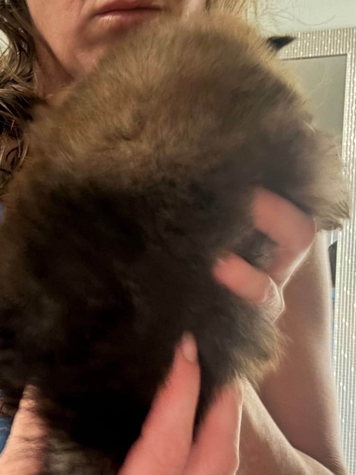 Pomeranian Puppies breeder image 4