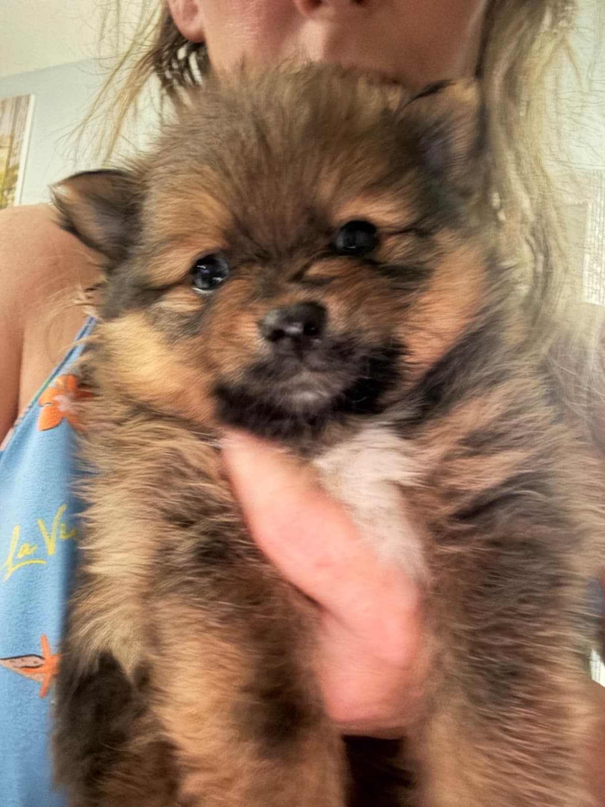 Pomeranian Puppies breeder image 1