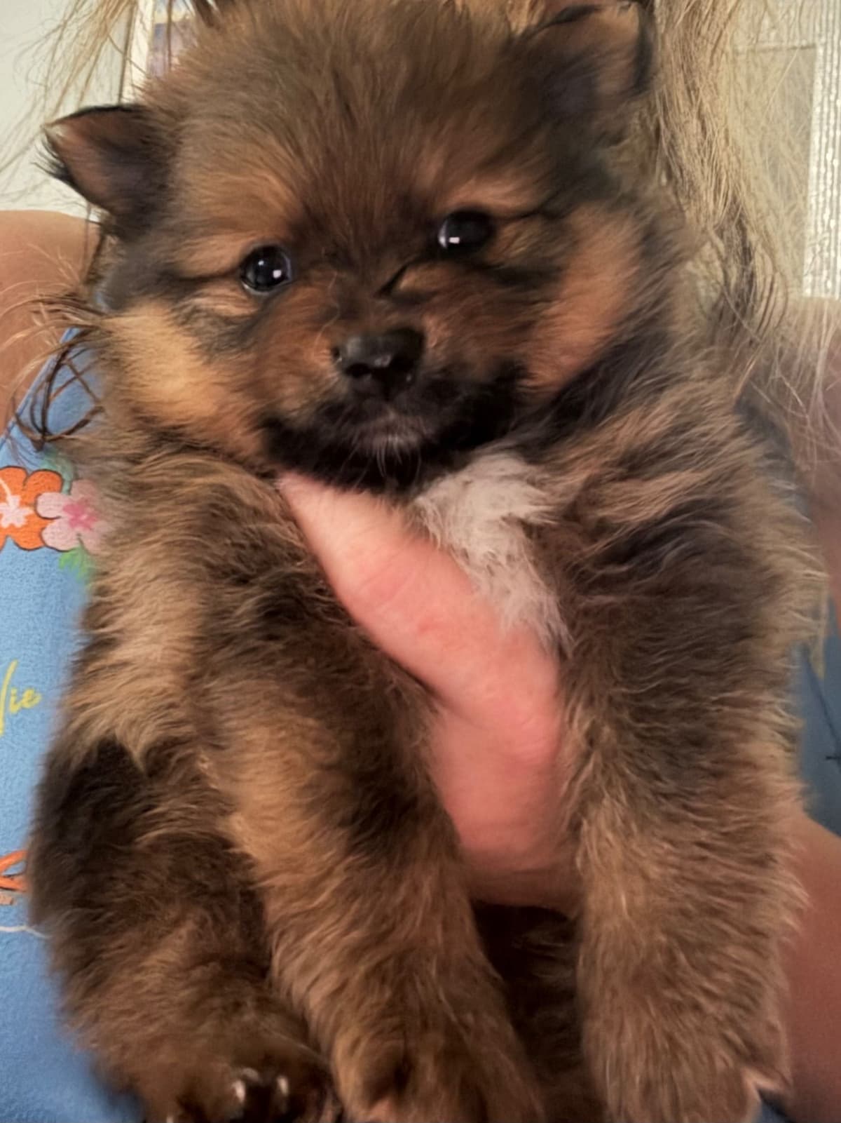 Pomeranian Puppies breeder image 2