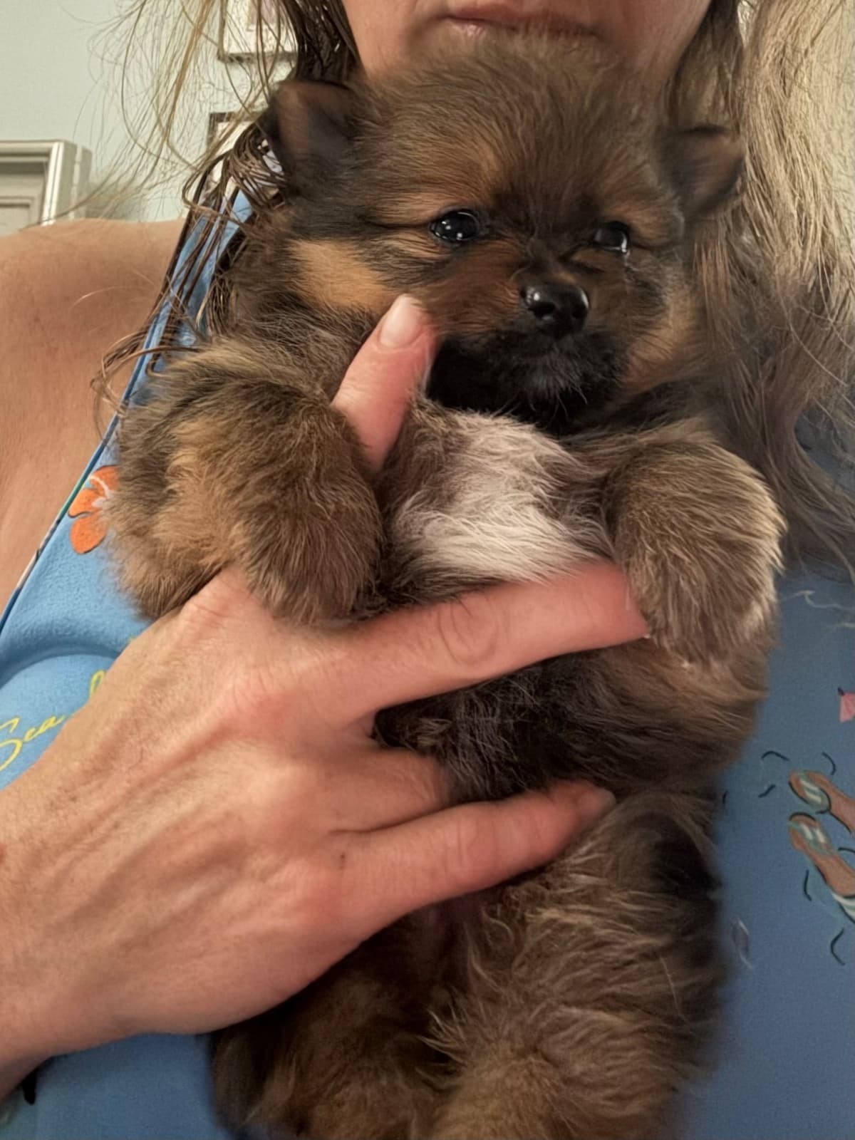 Pomeranian Puppies breeder image 3