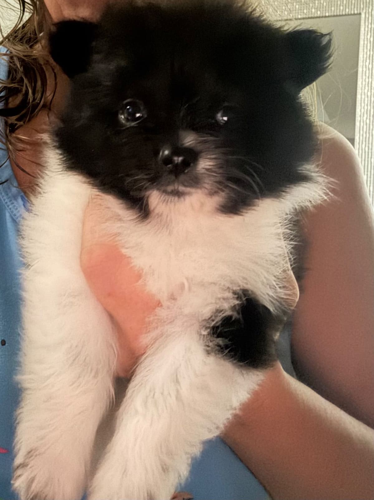 Pomeranian Puppies breeder image 9