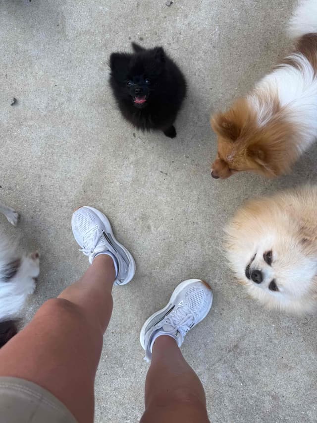 Pomeranian Puppies media 2