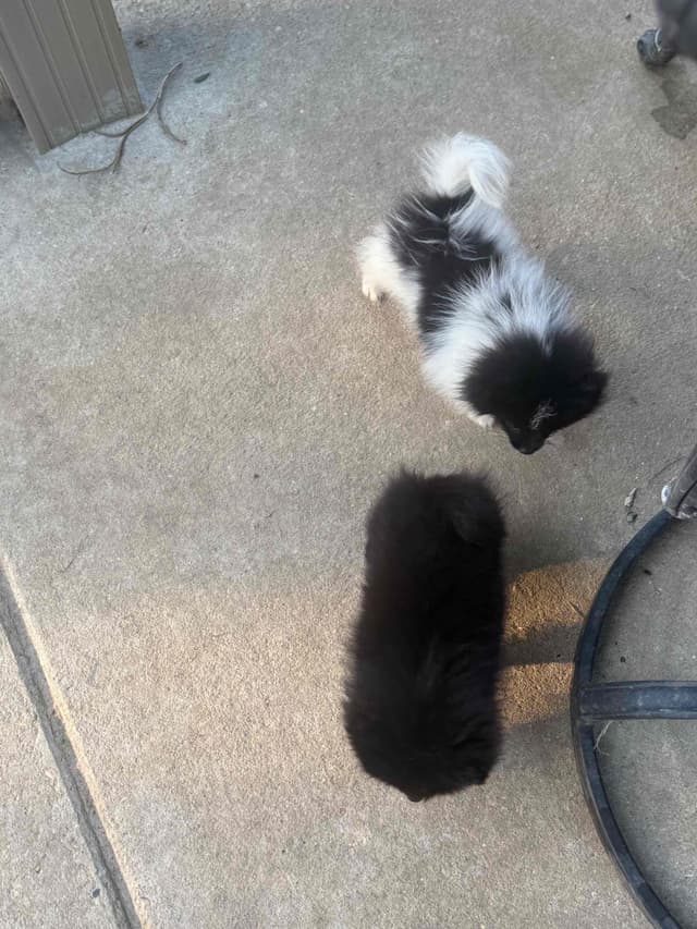 Pomeranian Puppies media 4