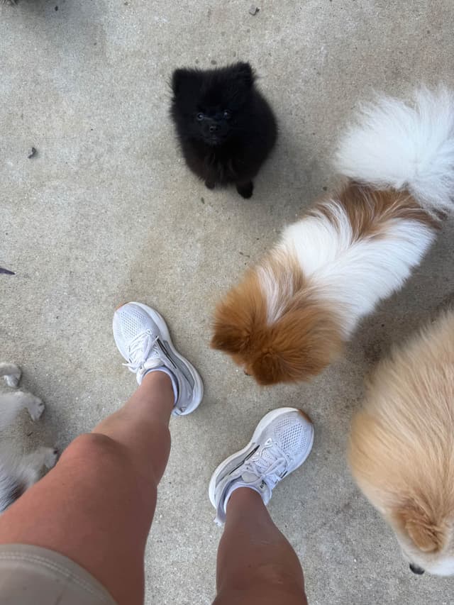 Pomeranian Puppies media 5