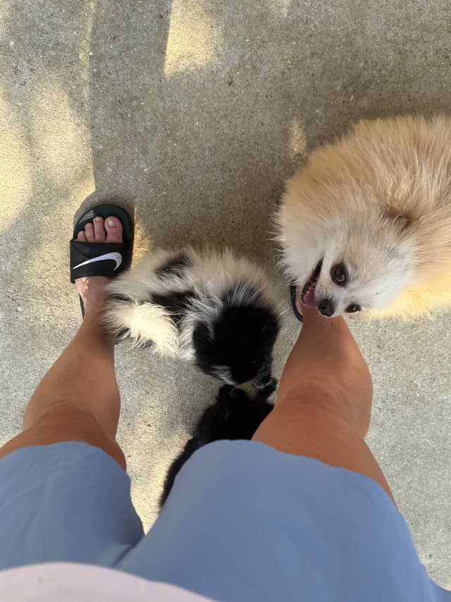 Pomeranian Puppies media 6