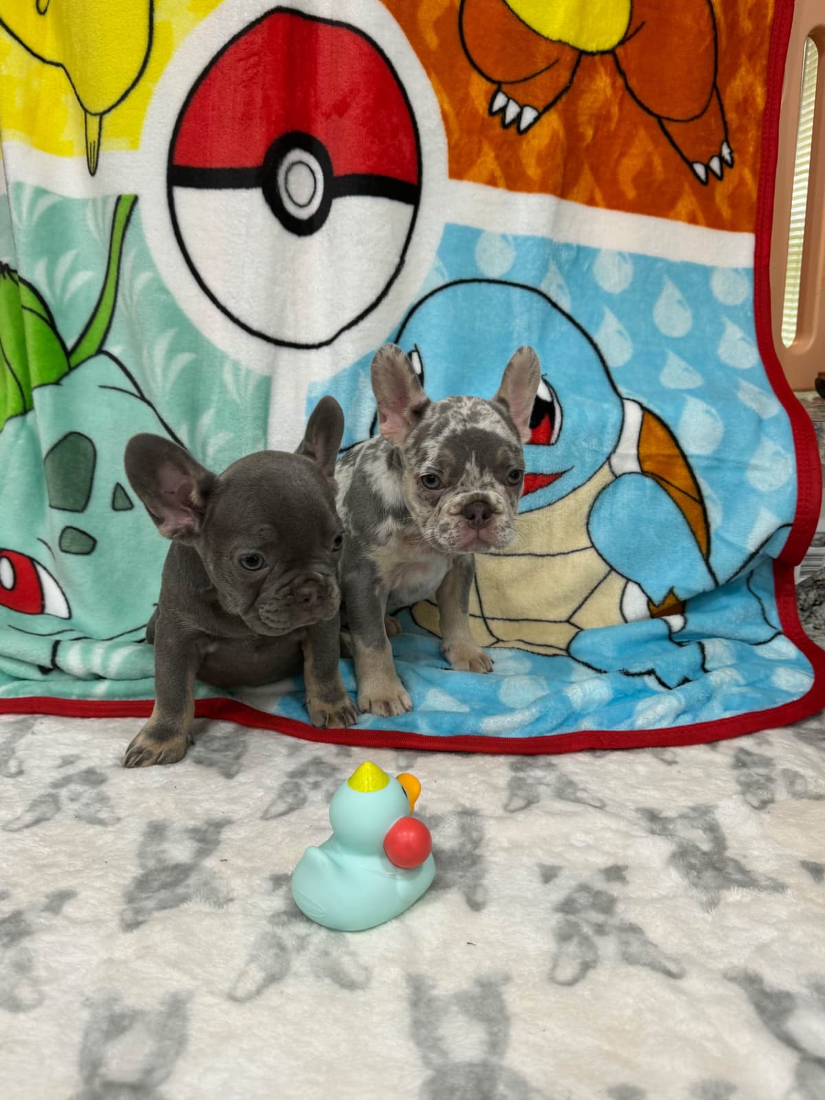 French Bulldog Puppies breeder image 2