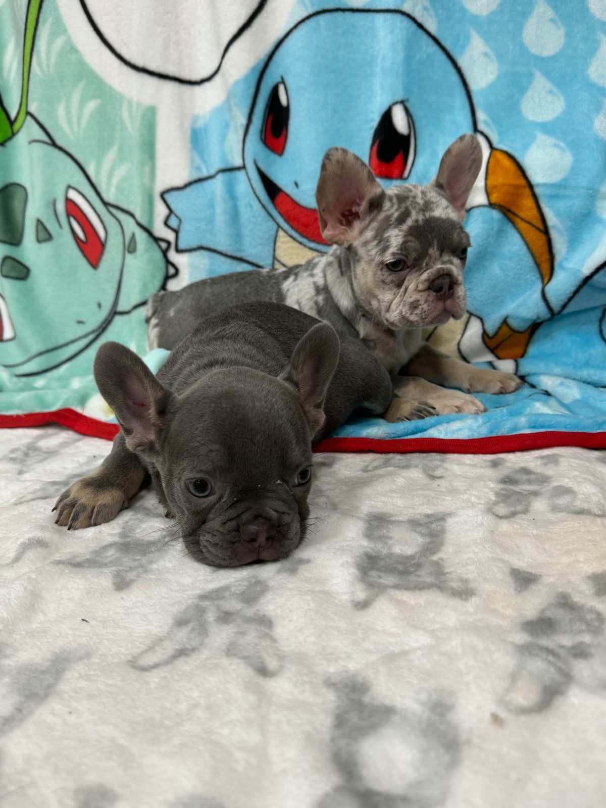 French Bulldog Puppies breeder image 4