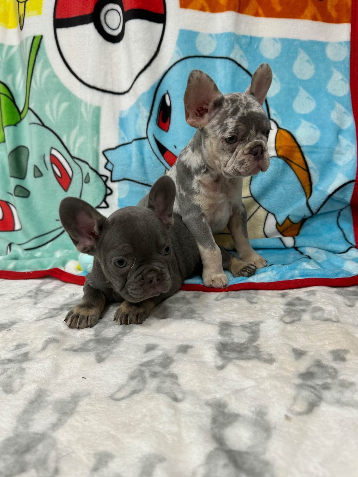French Bulldog Puppies breeder image 3