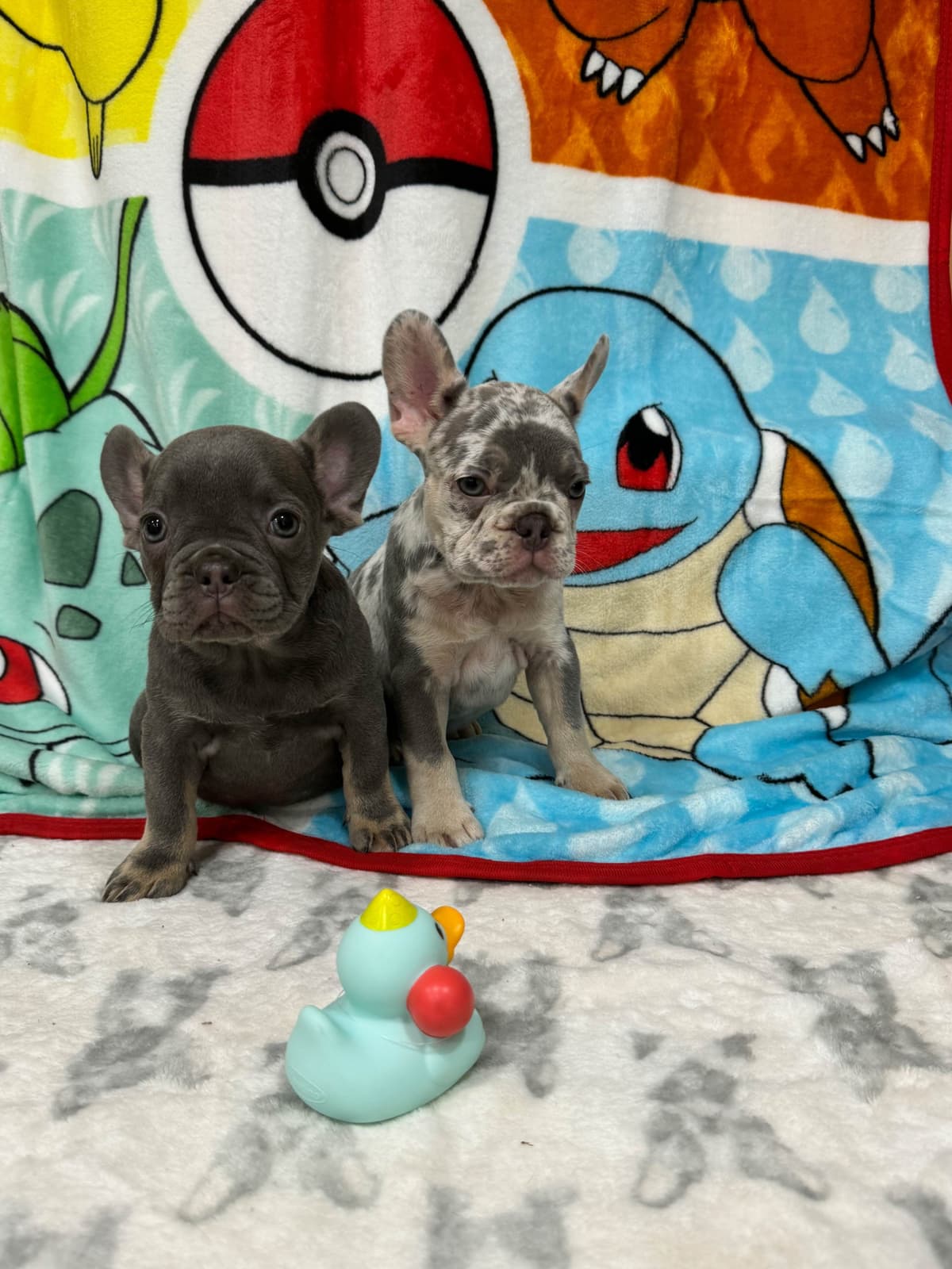 French Bulldog Puppies breeder image 5