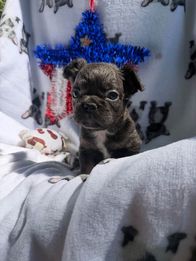 French Bulldog Puppies media 2