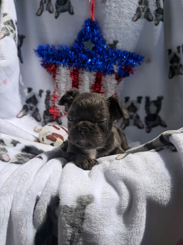 French Bulldog Puppies media 3