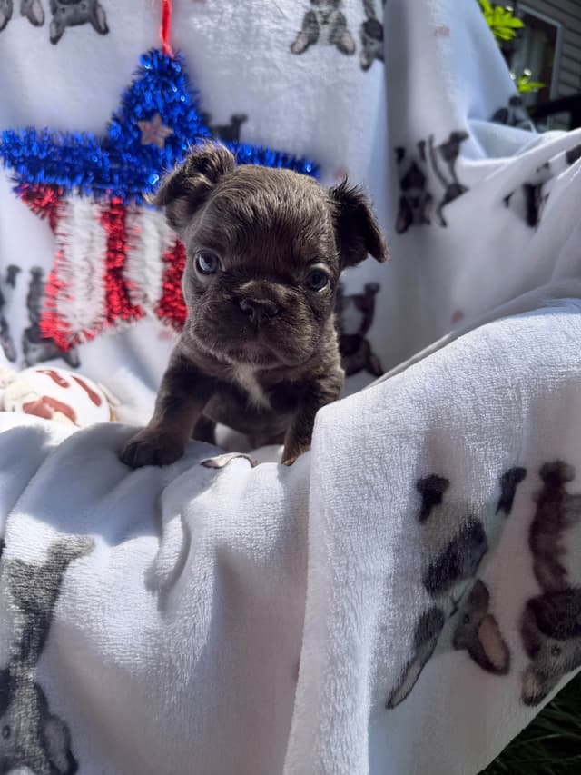French Bulldog Puppies media 4