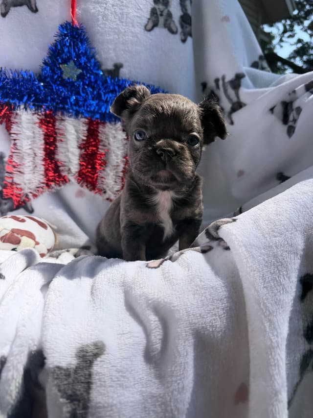 French Bulldog Puppies media 6