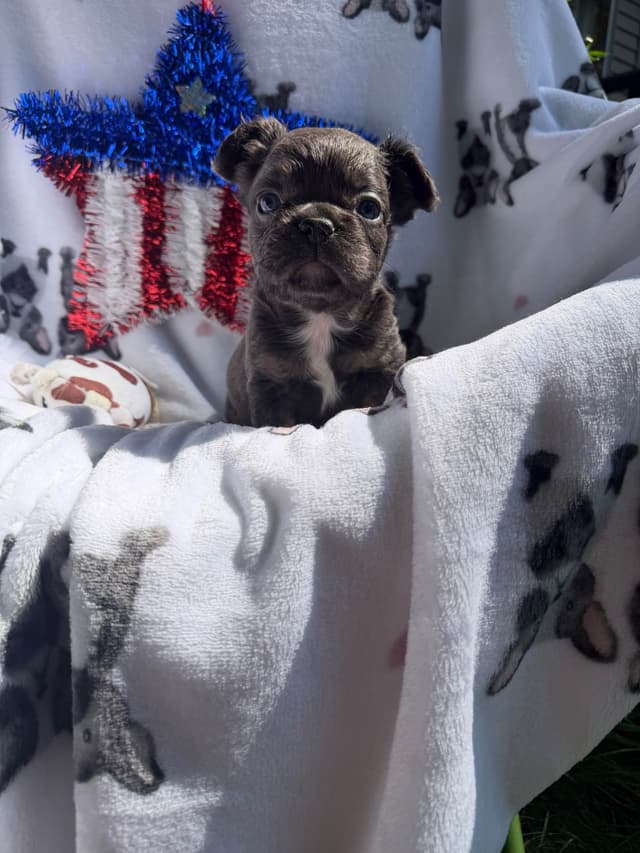 French Bulldog Puppies media 7
