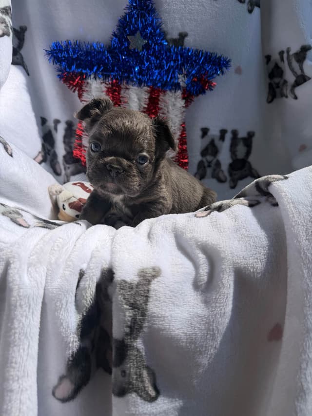 French Bulldog Puppies media 8