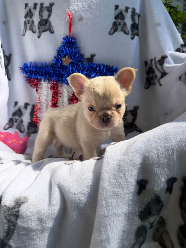 French Bulldog Puppies media 9