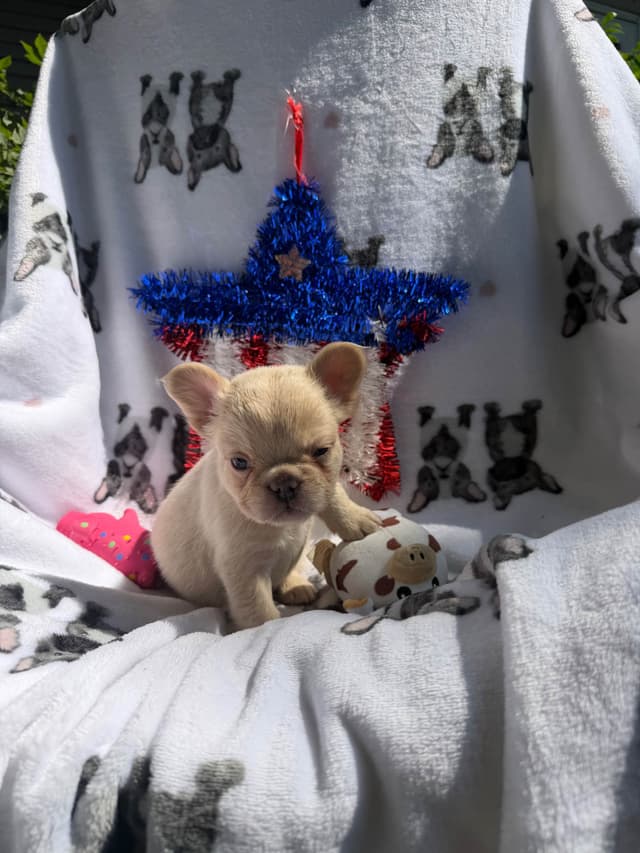 French Bulldog Puppies media 12