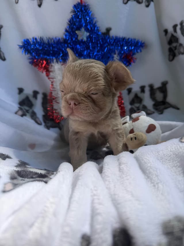 French Bulldog Puppies media 13