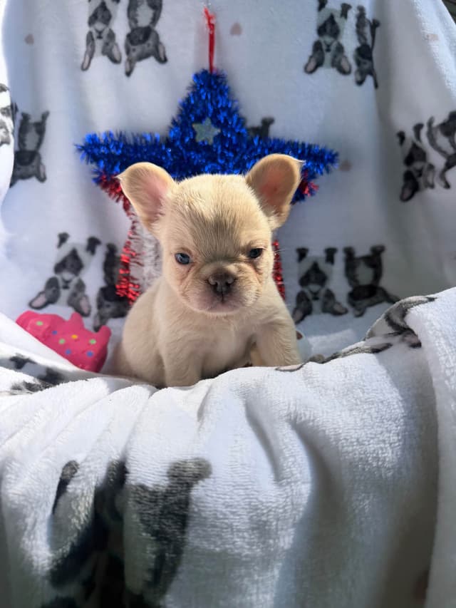 French Bulldog Puppies media 16