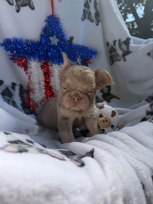 French Bulldog Puppies media 19