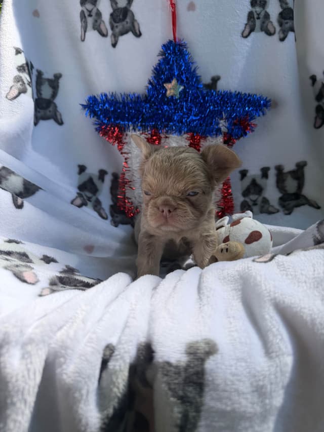 French Bulldog Puppies media 15