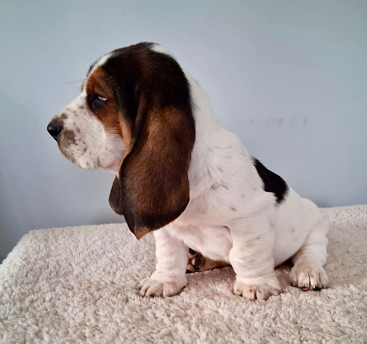 Basset Hound Puppies breeder image 2
