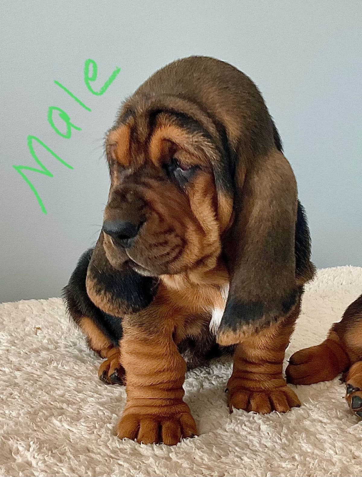 Basset Hound Puppies breeder image 3