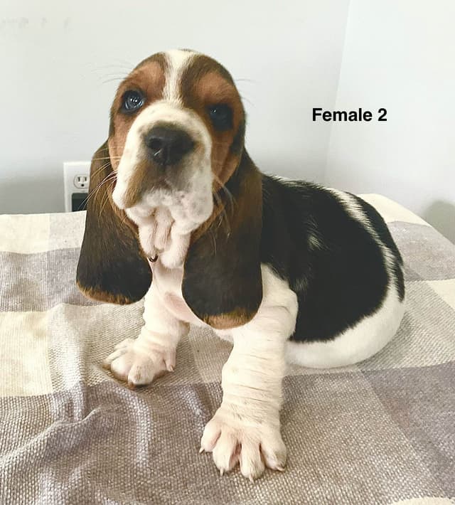 Basset Hound Puppies media 4