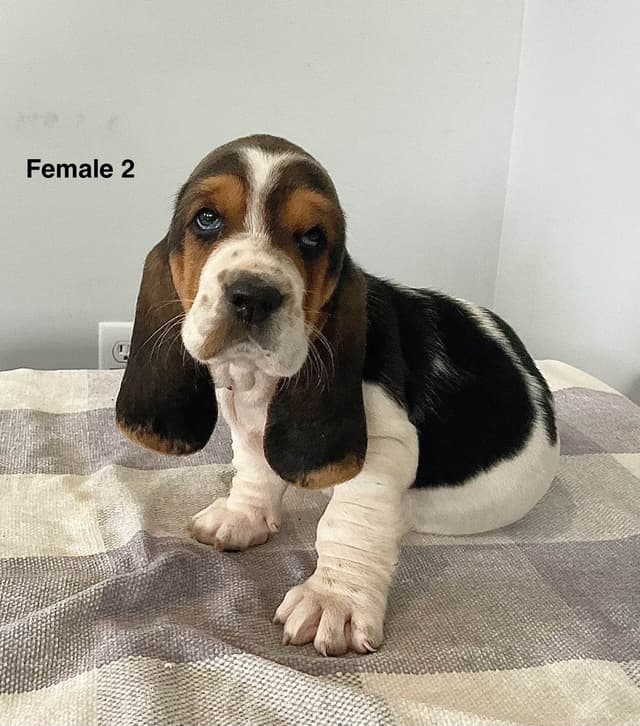 Basset Hound Puppies media 3
