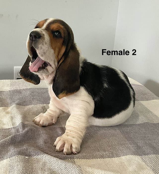Basset Hound Puppies media 5