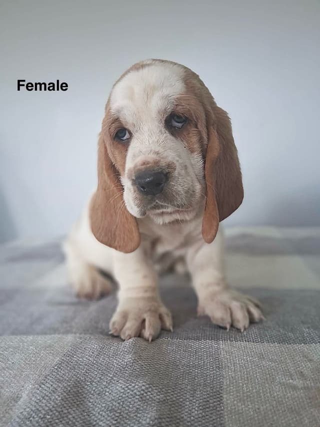 Basset Hound Puppies media 6