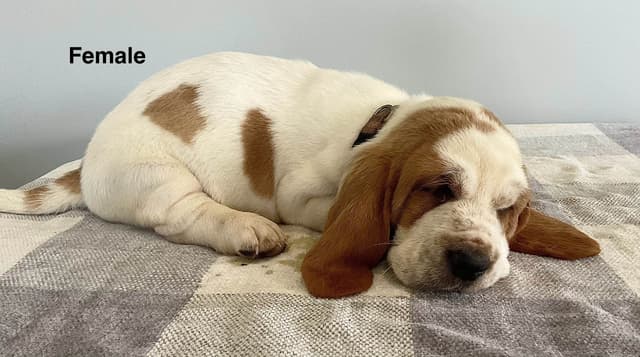 Basset Hound Puppies media 7