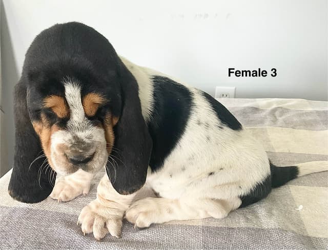 Basset Hound Puppies media 8
