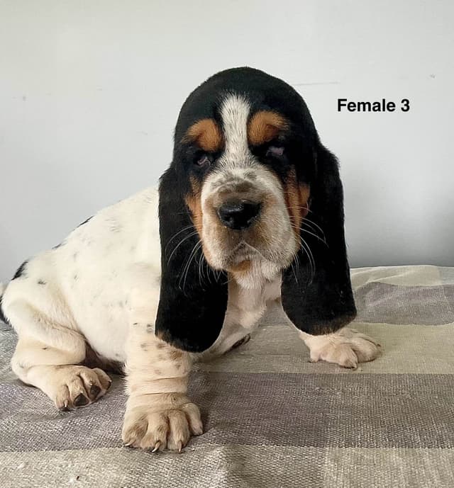 Basset Hound Puppies media 9