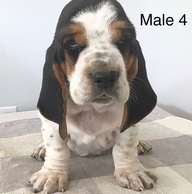 Basset Hound Puppies media 10