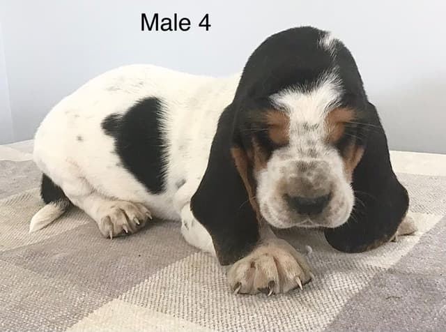 Basset Hound Puppies media 11
