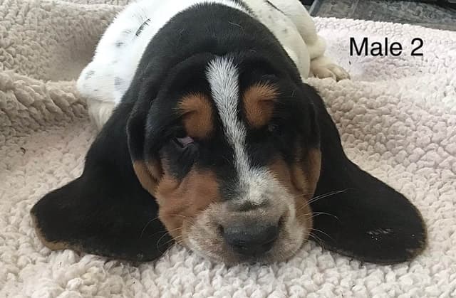 Basset Hound Puppies media 12