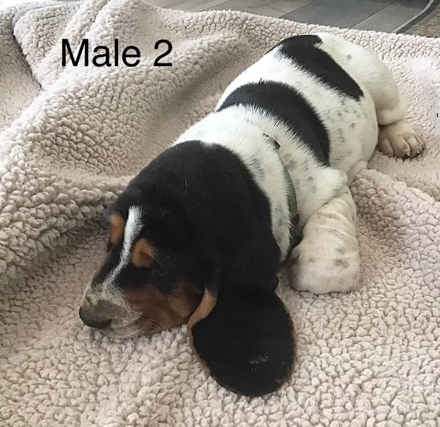 Basset Hound Puppies media 13