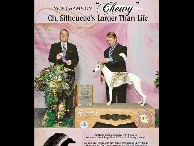 Whippet Puppies breeder image 1