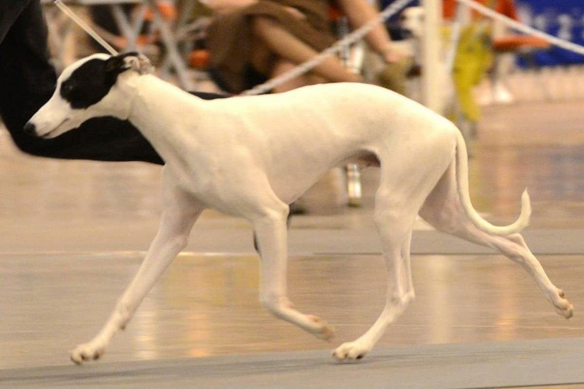 Whippet Puppies breeder image 5