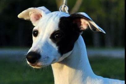 Whippet Puppies breeder image 6